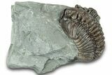 Curled Flexicalymene Trilobite - Ohio #319130-1